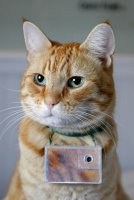 Cooper le chat